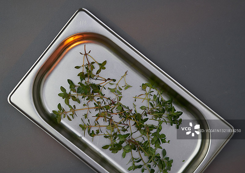 百里香嫩枝图片素材