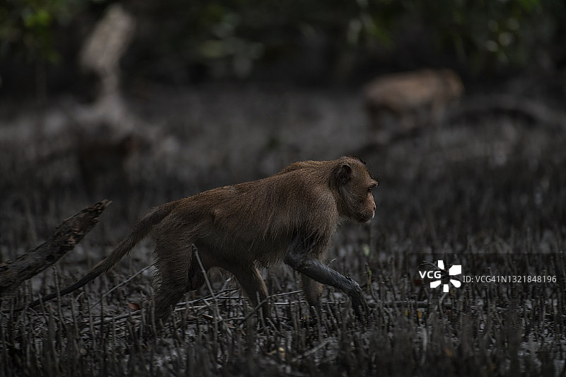 食蟹猕猴图片素材