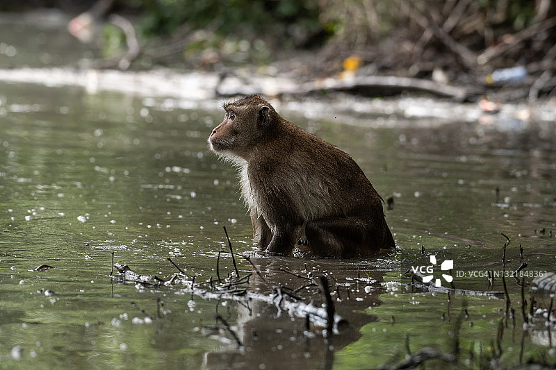 食蟹猕猴图片素材