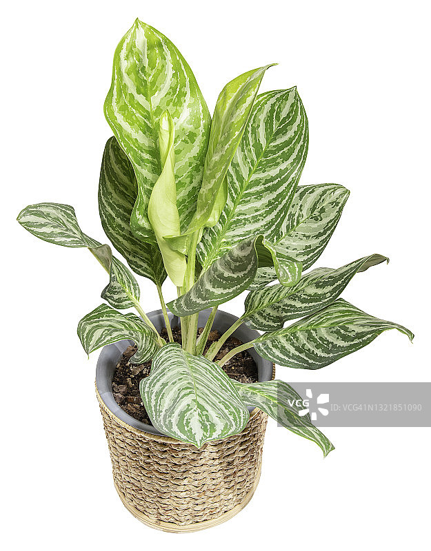 白色背景中柳条筐里的红掌图片素材