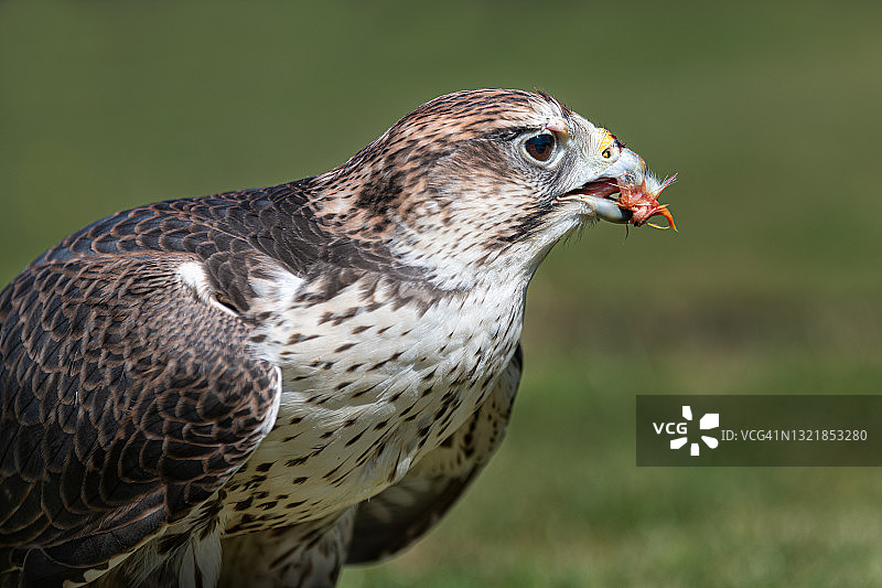 猎隼图片素材