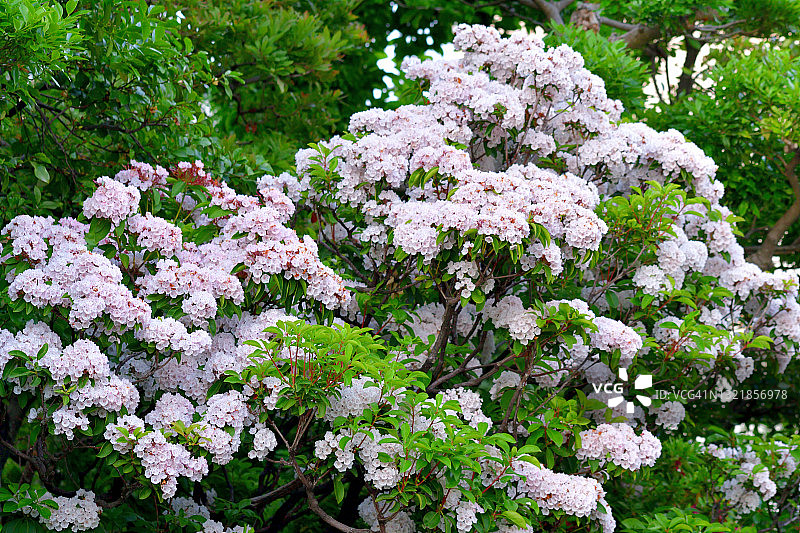 阔叶山月桂花图片素材