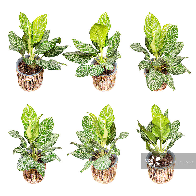 白色背景下的竹篮万年青合集图片素材