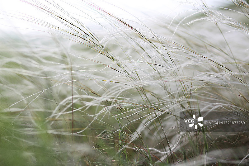 风中的野草图片素材