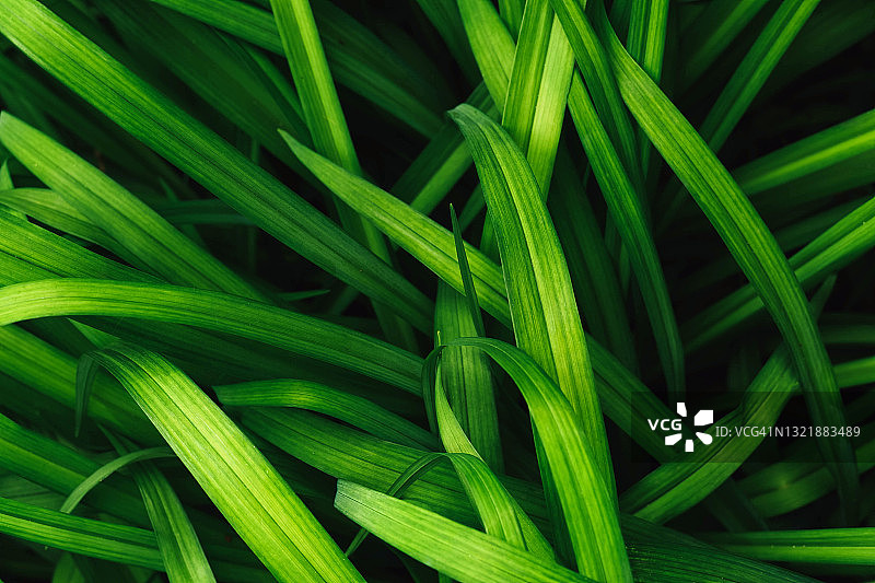 新鲜草地自然背景图片素材