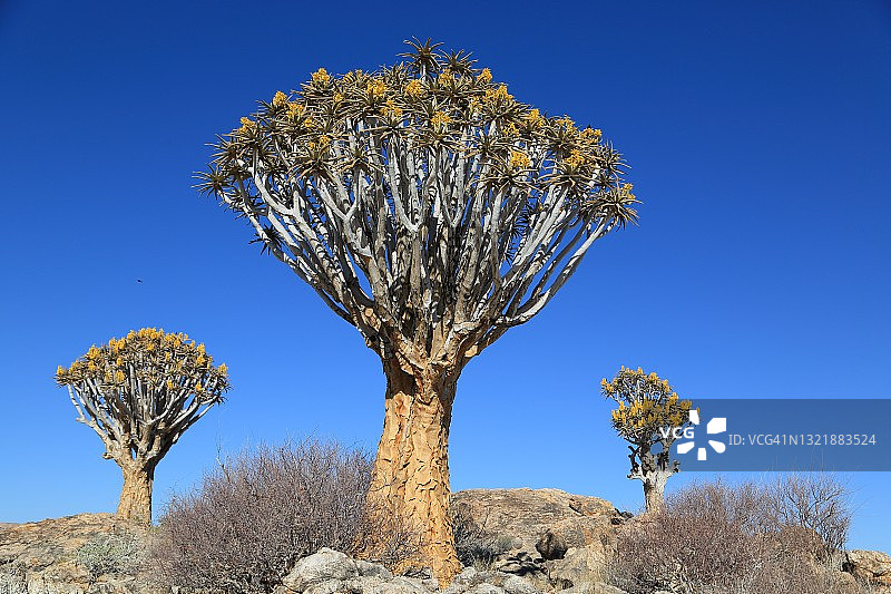 箭袋树图片素材