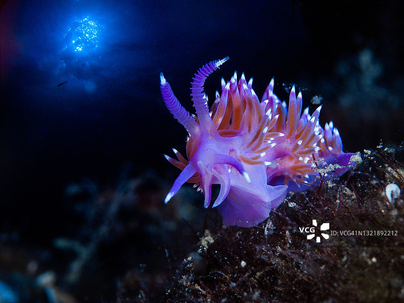 地中海海蛞蝓(Flabellina affinis)特写图片素材