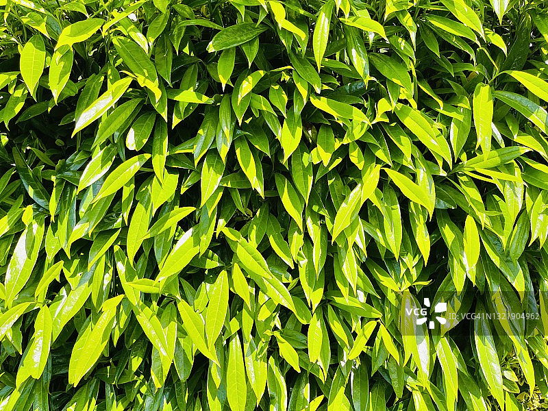 樱桃月桂（Prunus）图片素材