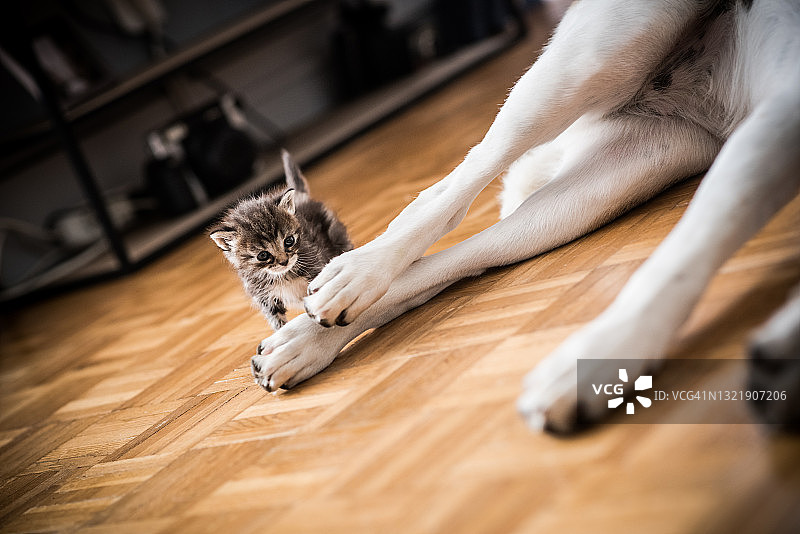 躺在地板上的白色母犬和小猫图片素材
