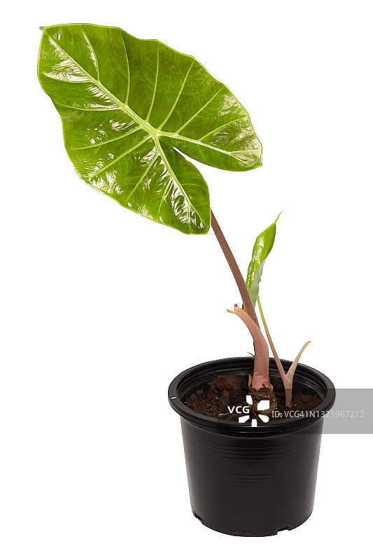 白色背景下的狭叶滴水观音图片素材