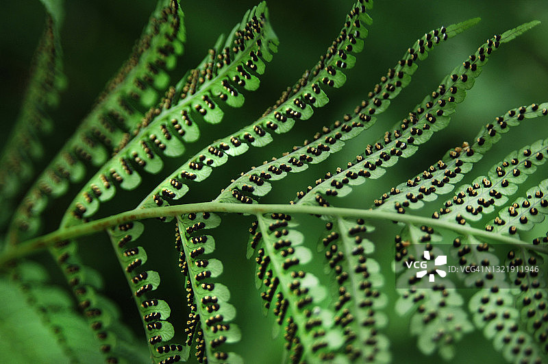 蕨类植物叶片下的孢子囊图片素材