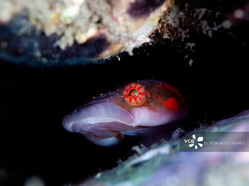 吸盘鱼肖像（Lepadogaster candollei）图片素材