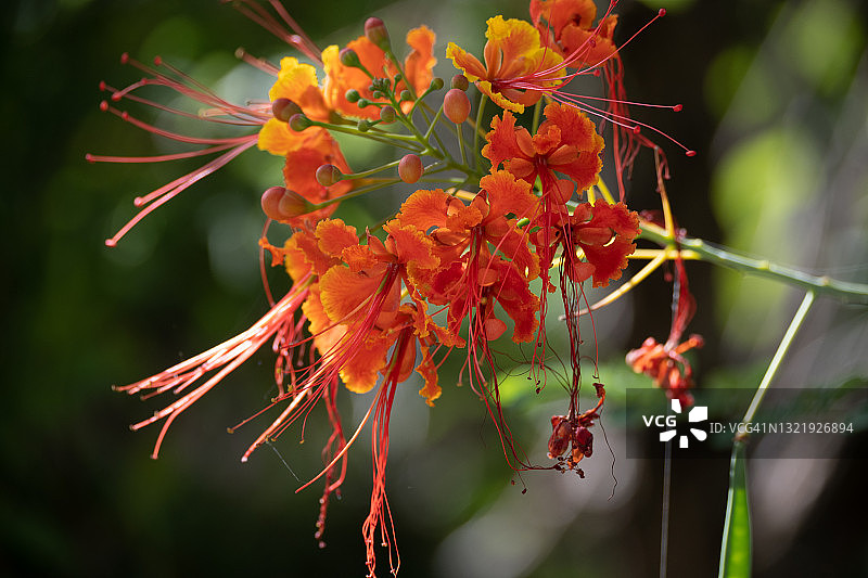 红艳（Pride of Barbados flower）图片素材