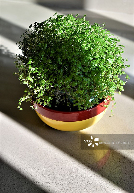 盆栽金钱草图片素材