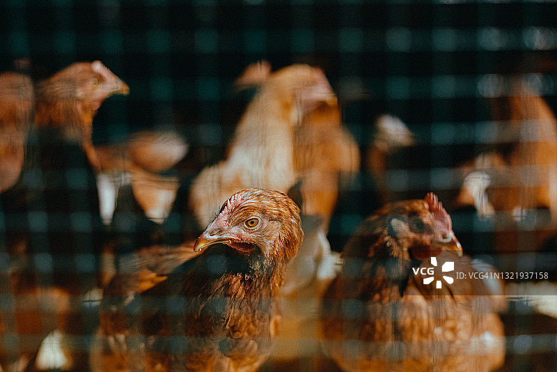 鸡舍铁丝网后的母鸡们图片素材