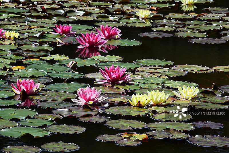 法国的黄色和粉色睡莲图片素材