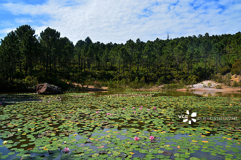 法国的湖泊与睡莲图片素材