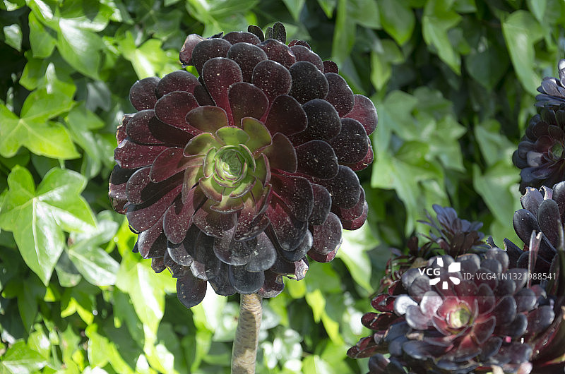 黑法师图片素材