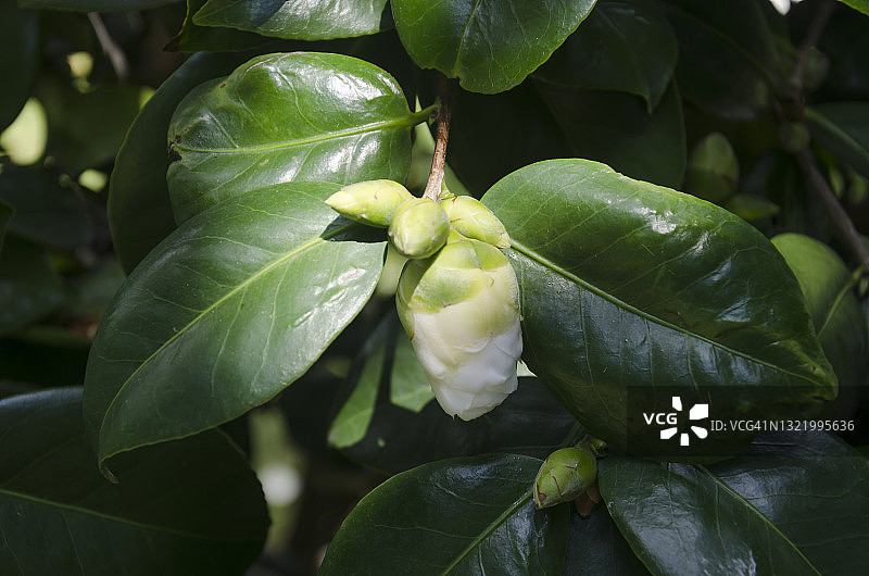 山茶花花苞图片素材