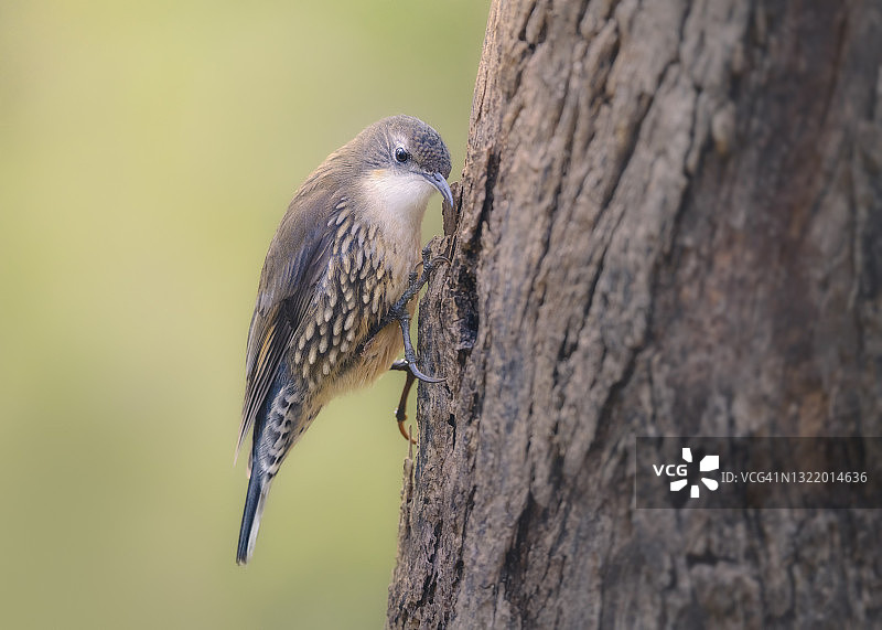 白喉旋木雀在树上觅食图片素材