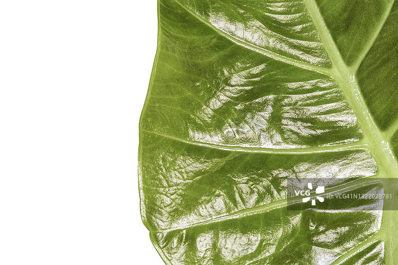 白色背景上孤立的热带绿色叶子图片素材