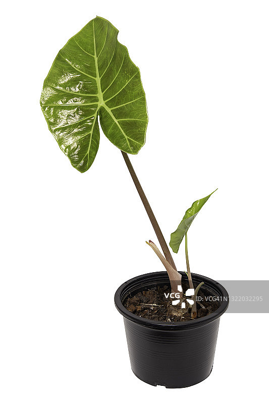 长叶海芋，白色背景上隔离图片素材