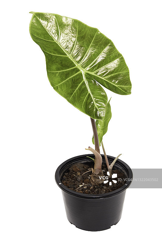 长叶海芋，白色背景上隔离图片素材