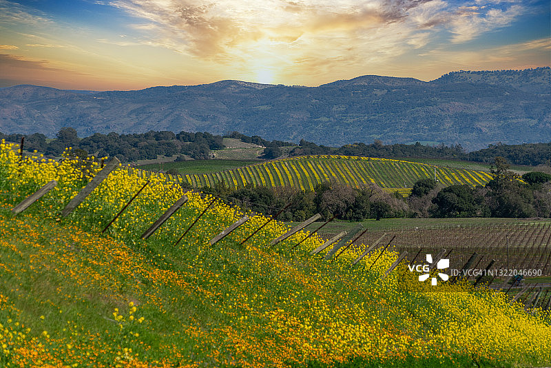 纳帕的绵延山丘图片素材