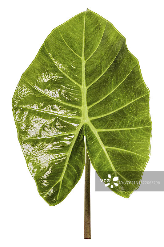 白色背景上孤立的热带绿色叶子图片素材