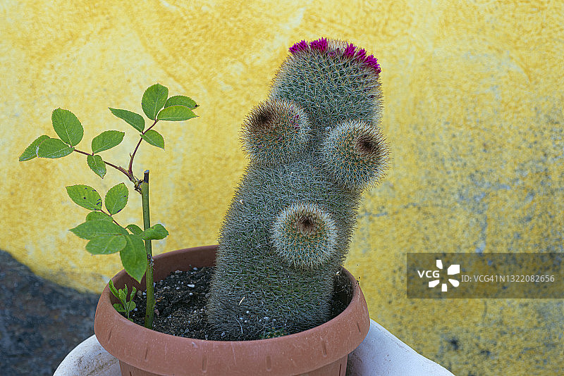 仙人掌的植物图片素材