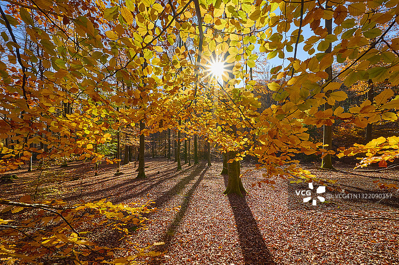 德国巴伐利亚州斯佩萨特秋日阳光下的山毛榉树叶图片素材