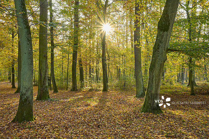 秋季晨曦公园景观图片素材