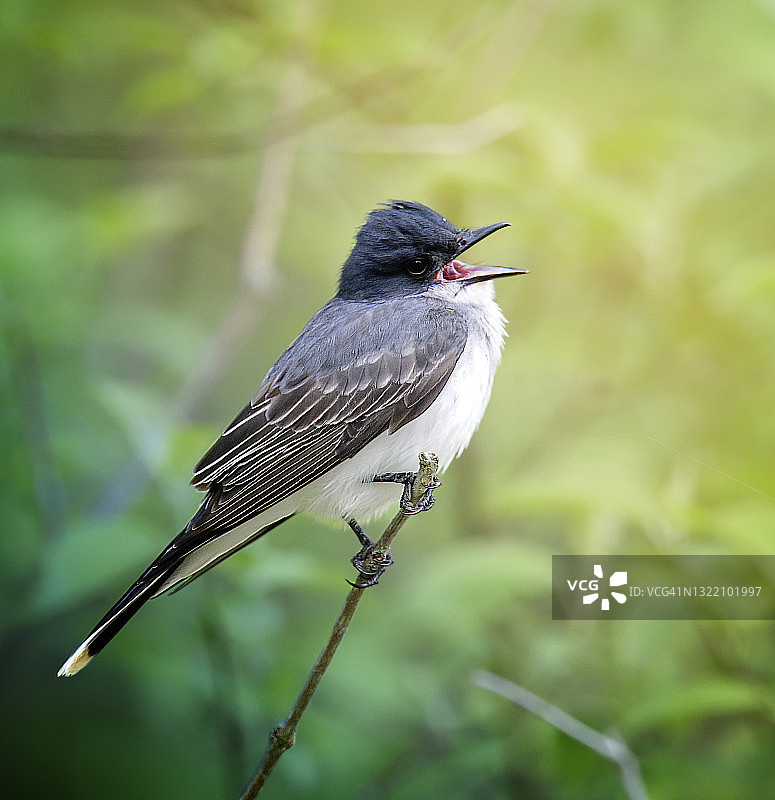 在绿色背景下歌唱的王霸鹟图片素材
