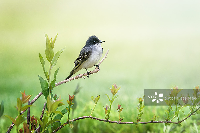 宾夕法尼亚州东王鸟在翠绿背景下的美丽肖像图片素材