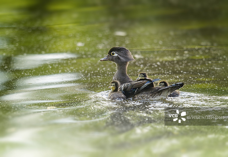 宾夕法尼亚州，母野鸭保护着她的幼崽图片素材