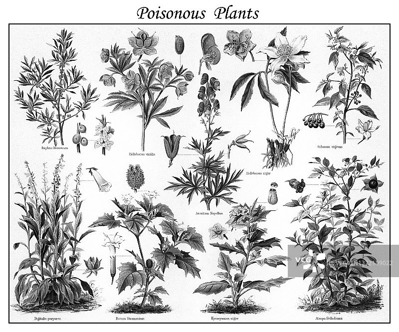 老式雕刻有毒植物插图图片素材