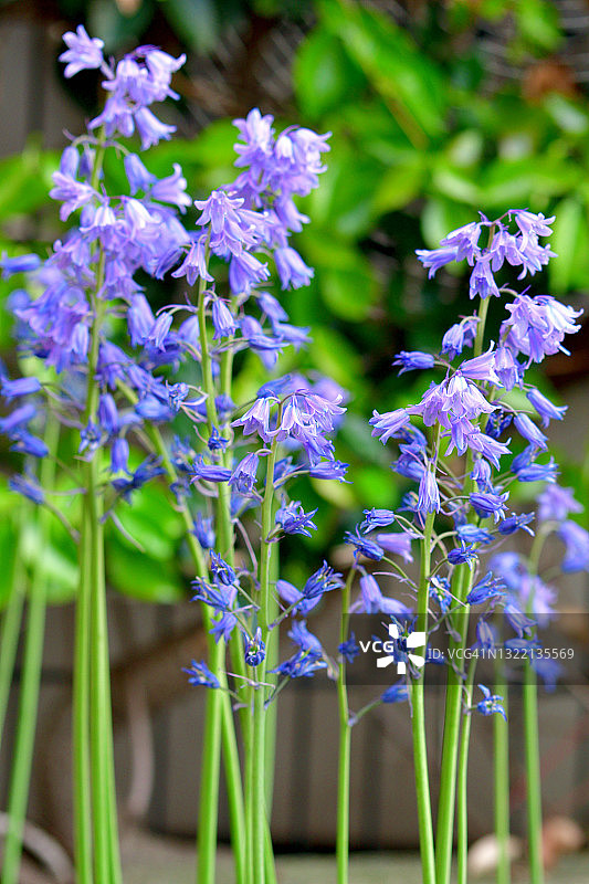 西班牙风信子图片素材