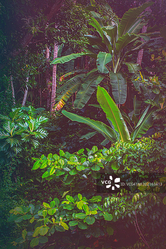 丛林景观图片素材