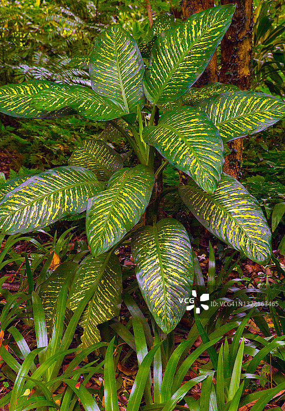 丛林中的变叶木植物图片素材