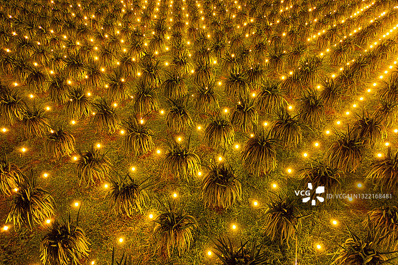 越南火龙果农场夜景（航拍）图片素材