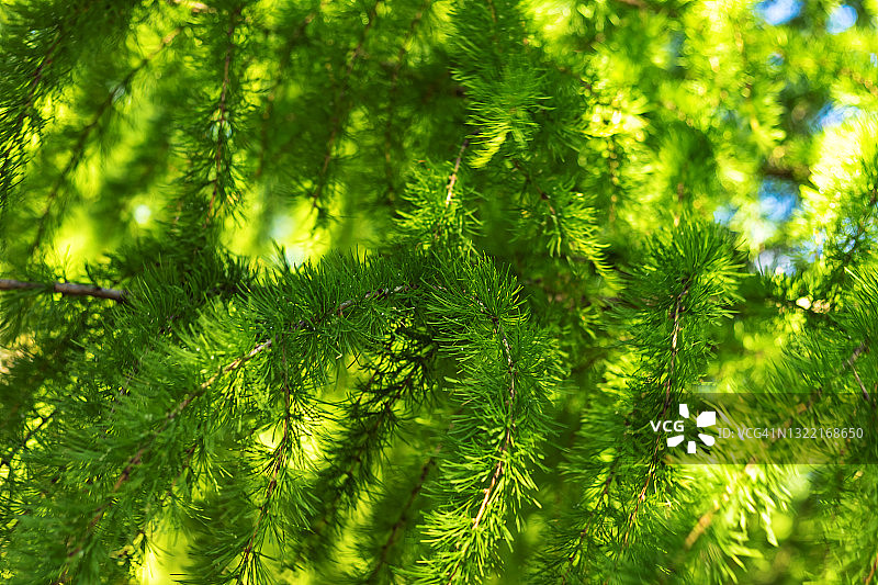 阳光照耀下的落叶松绿枝与嫩针图片素材