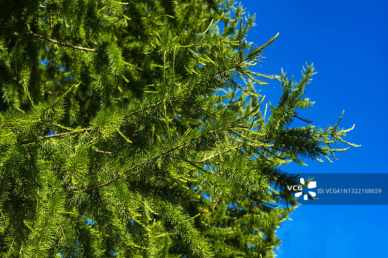 阳光照耀下的落叶松绿枝与嫩针叶，明亮的蓝色天空背景图片素材
