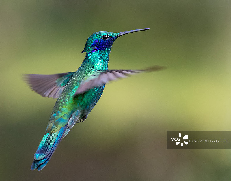 闪亮紫耳蜂鸟飞翔图片素材