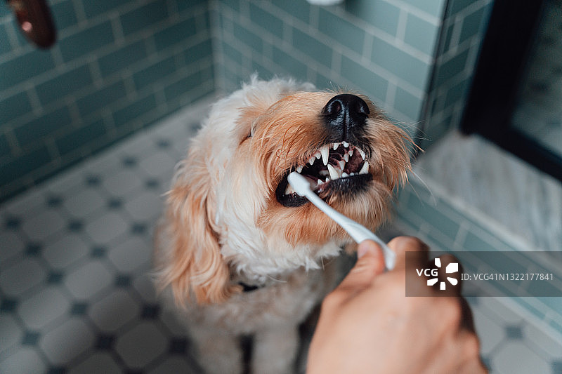 男性在浴室里为他的狗刷牙的特写镜头图片素材