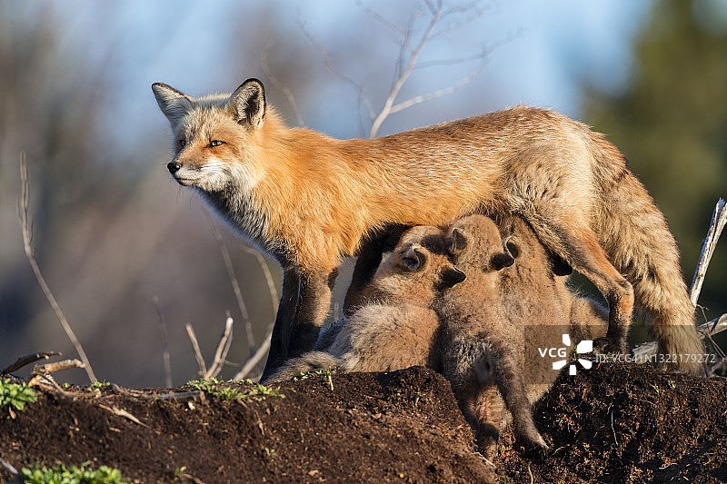 红狐，雌性喂养幼崽图片素材