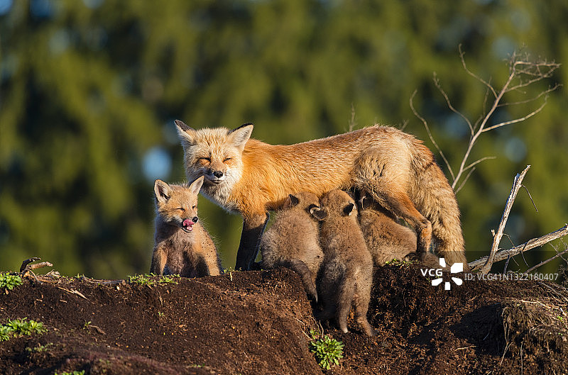 红狐，雌性喂养幼崽图片素材