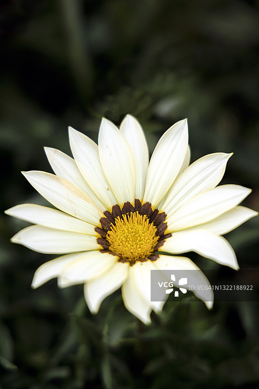 在繁殖室中生长的非洲菊图片素材