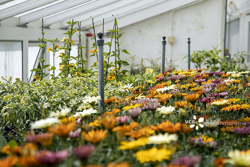 在繁殖室中生长的非洲菊图片素材