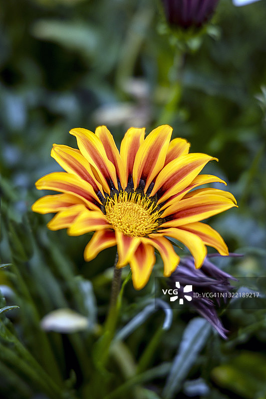 在繁殖室中生长的非洲菊图片素材