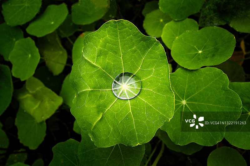 旱金莲叶子上闪闪发光的水滴图片素材